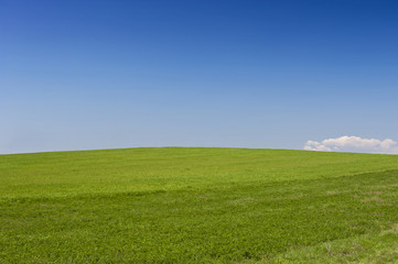 Obraz premium Green Field