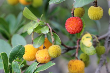 Früchte des Erdbeerbaums