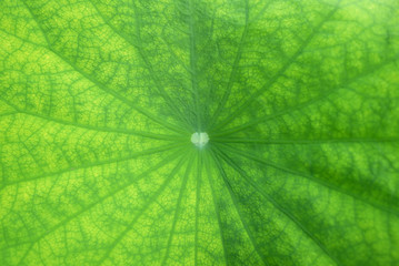 Fototapeta na wymiar Close-up z zielonym liści lotosu żyłach