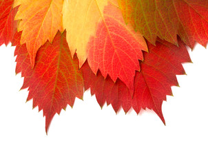 autumn leaf on white background