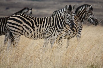 Naklejka premium 3 Zebras in the veld