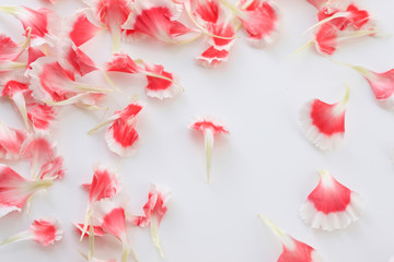 カーネーションの花弁