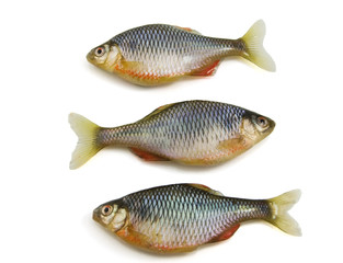 Fish on white background