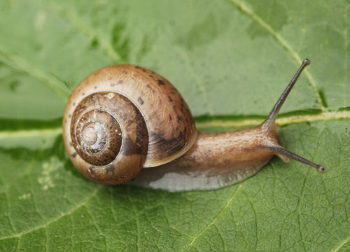 Small Snail