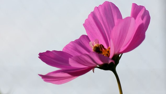 ピンクのコスモスと蜂