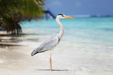 Stork on the ocean