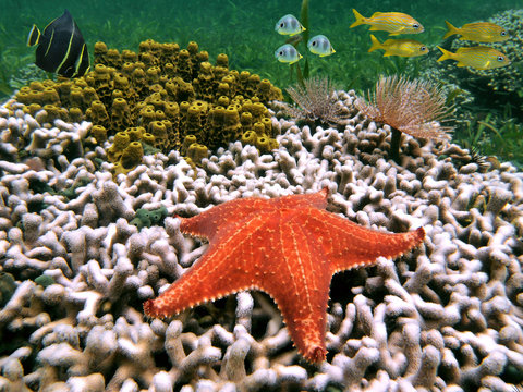 Underwater life on a coral reef of the Caribbean sea with a starfish, sponge, marine worm and tropical fish