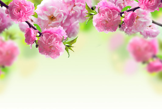 Fototapeta Abstract Pink Flower Design