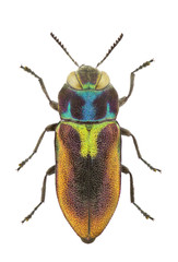Female of Anthaxia midas