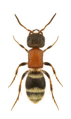 Myrmilla calva
