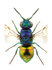Pseudomalus auratus