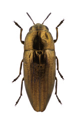 Sphenoptera rauca