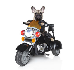 Dog riding on a motorcycle