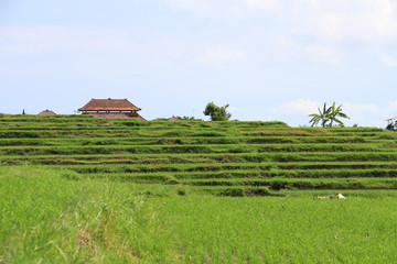 java, kalibaru © jean claude braun