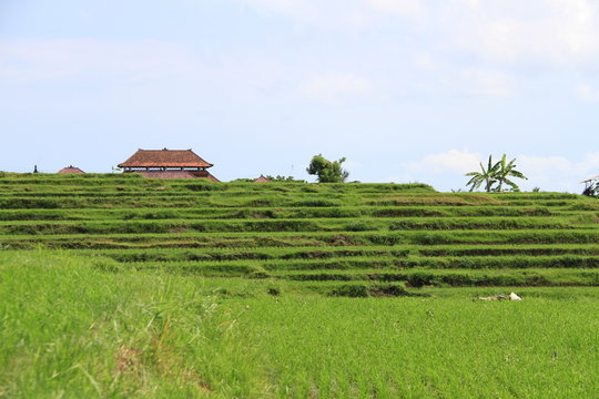 java, kalibaru