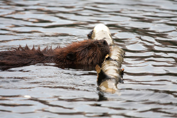 beavers © Gail Johnson