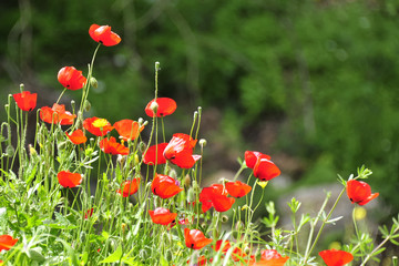 Red Anemones in spring.