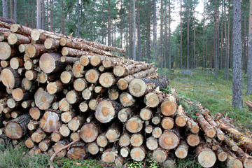 Stack of Pine Logs in Forest