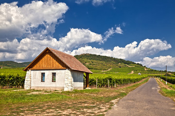 Fototapeta na wymiar road through the vineyards