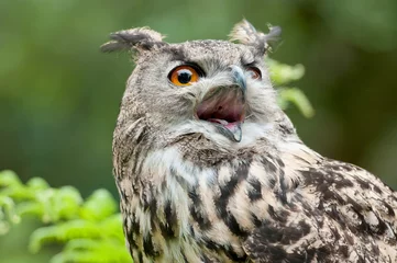 Papier Peint photo autocollant Hibou Wild owl with open beak