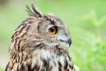 Beautiful owl