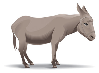 Donkey illustration
