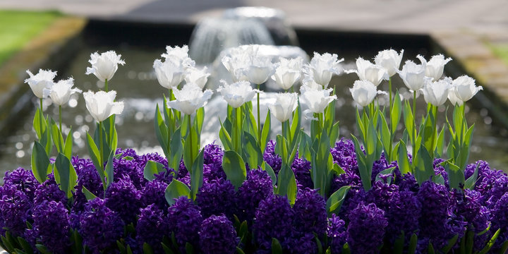 Wei&szlig;e Tulpen im Gegenlicht.