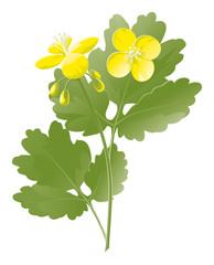 celandine