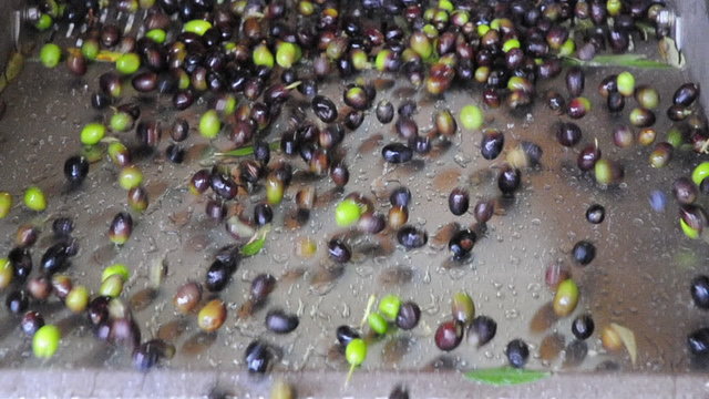 olive al frantoio - olio in Toscana
