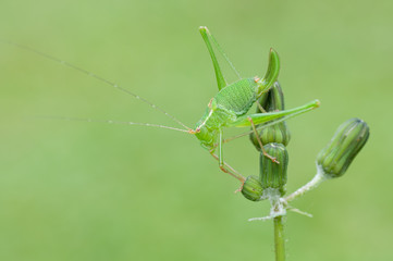 green grass hopper