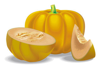 pumpkin illustration