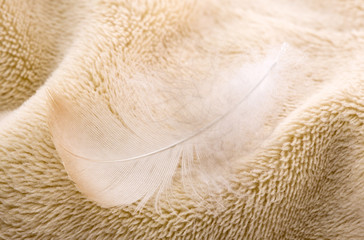 Feather on fabric