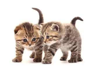 Kittens