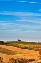 Lonely trees in a tuscan fields and meadows