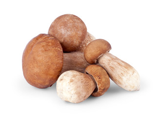 Four ceps isolated on white