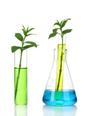 plant in a test tube isolated on white