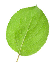 Obraz premium Young leaves