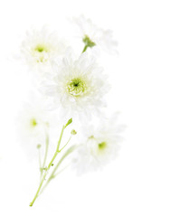 Chrysanthemum flower bouquet over white background. Closeup