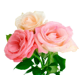 Three beautiful roses isolated on white