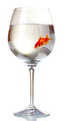Goldfish in glass isolated on white