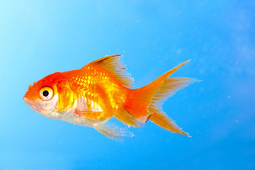 Goldfish closeup in water on blue background