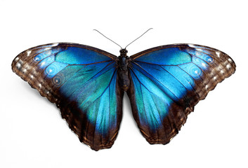Naklejka premium Butterfly