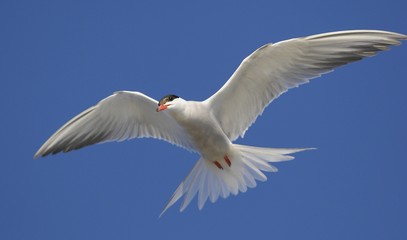 Common Tern (Sterna Hirundo)  in flight.