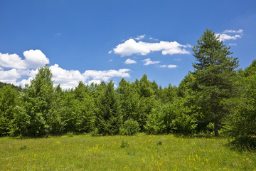 Landscape with pine forests in the  mountains  in summer