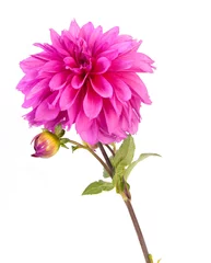 Zelfklevend Fotobehang Dahlia dahlia bloem