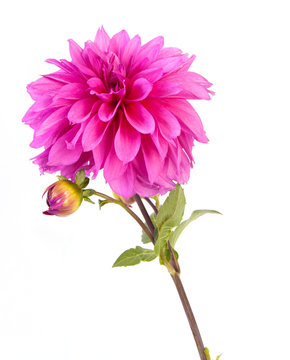 dahlia flower