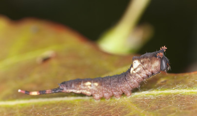 Obraz premium Young puss moth larva sitting on leaf (Cerula vinula)
