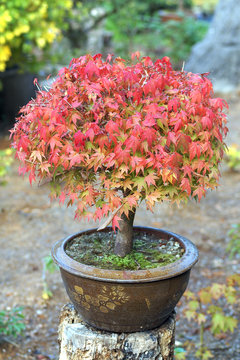 Bonsaibaum im Herbst