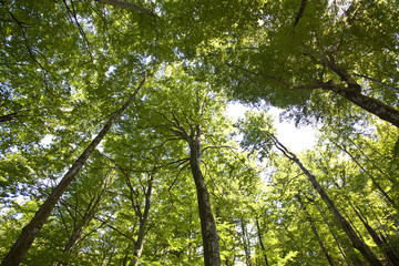 sunlight in trees of green summer forest
