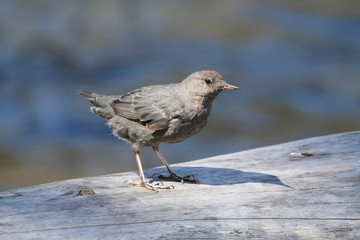 American Dipper (Cinclus mexicanus)